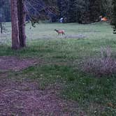 Review photo of Bridge Bay Campground — Yellowstone National Park by Connor M., December 30, 2024