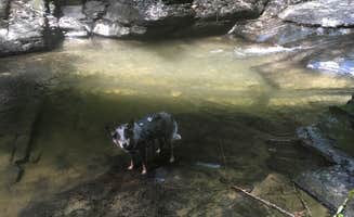 Molly G.'s photo of camping with pets at Buttermilk Falls State Park Campground near Cortland, NY
