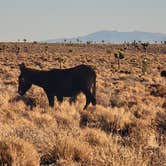 Review photo of Goldfield Road Dispersed by ron R., January 1, 2025