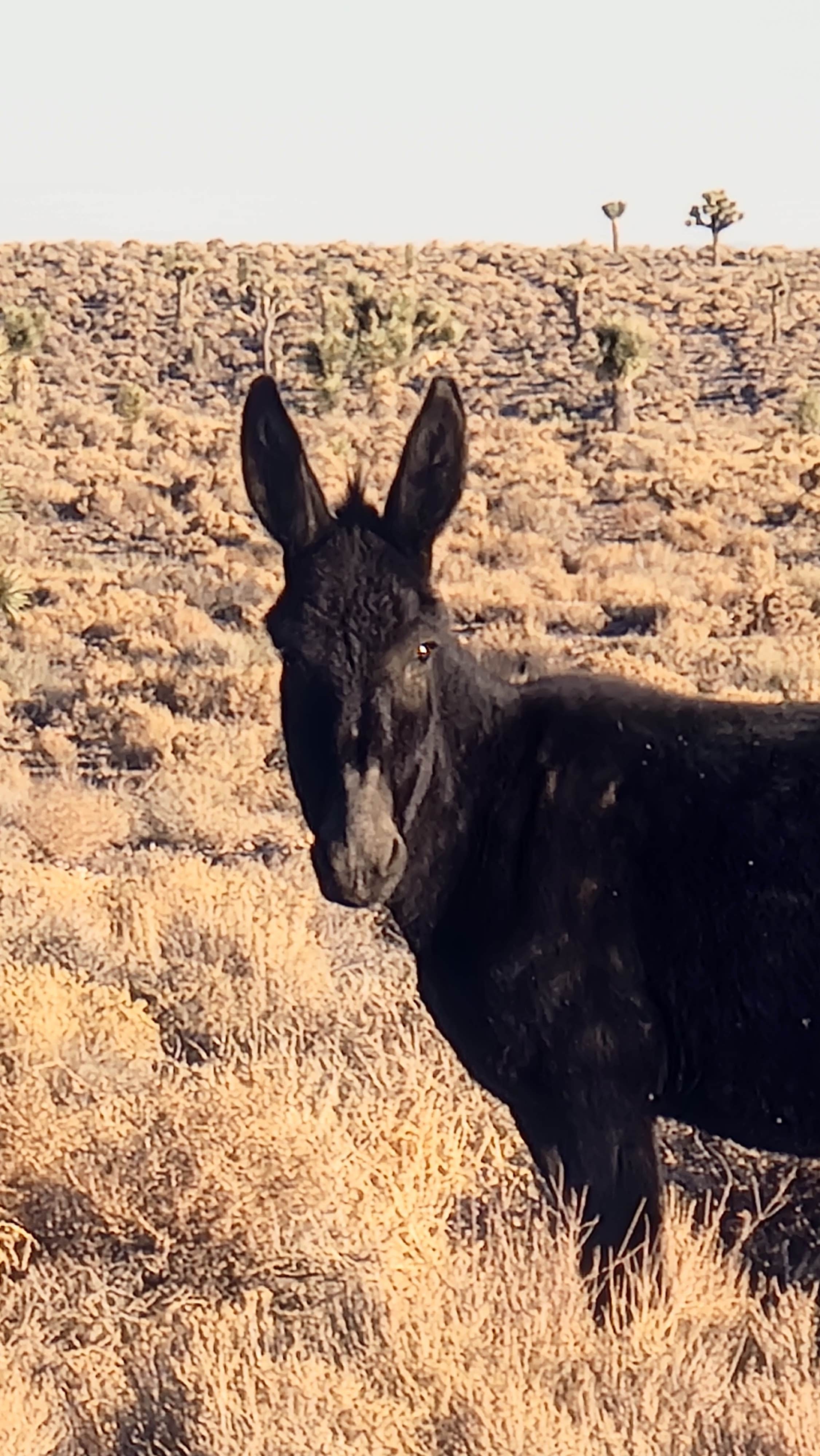 ron R.'s photo of camping with pets at Goldfield Road Dispersed near Tonopah, NV