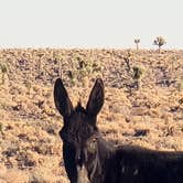 Review photo of Goldfield Road Dispersed by ron R., January 1, 2025