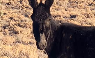 ron R.'s photo of camping with pets at Goldfield Road Dispersed near Tonopah, NV