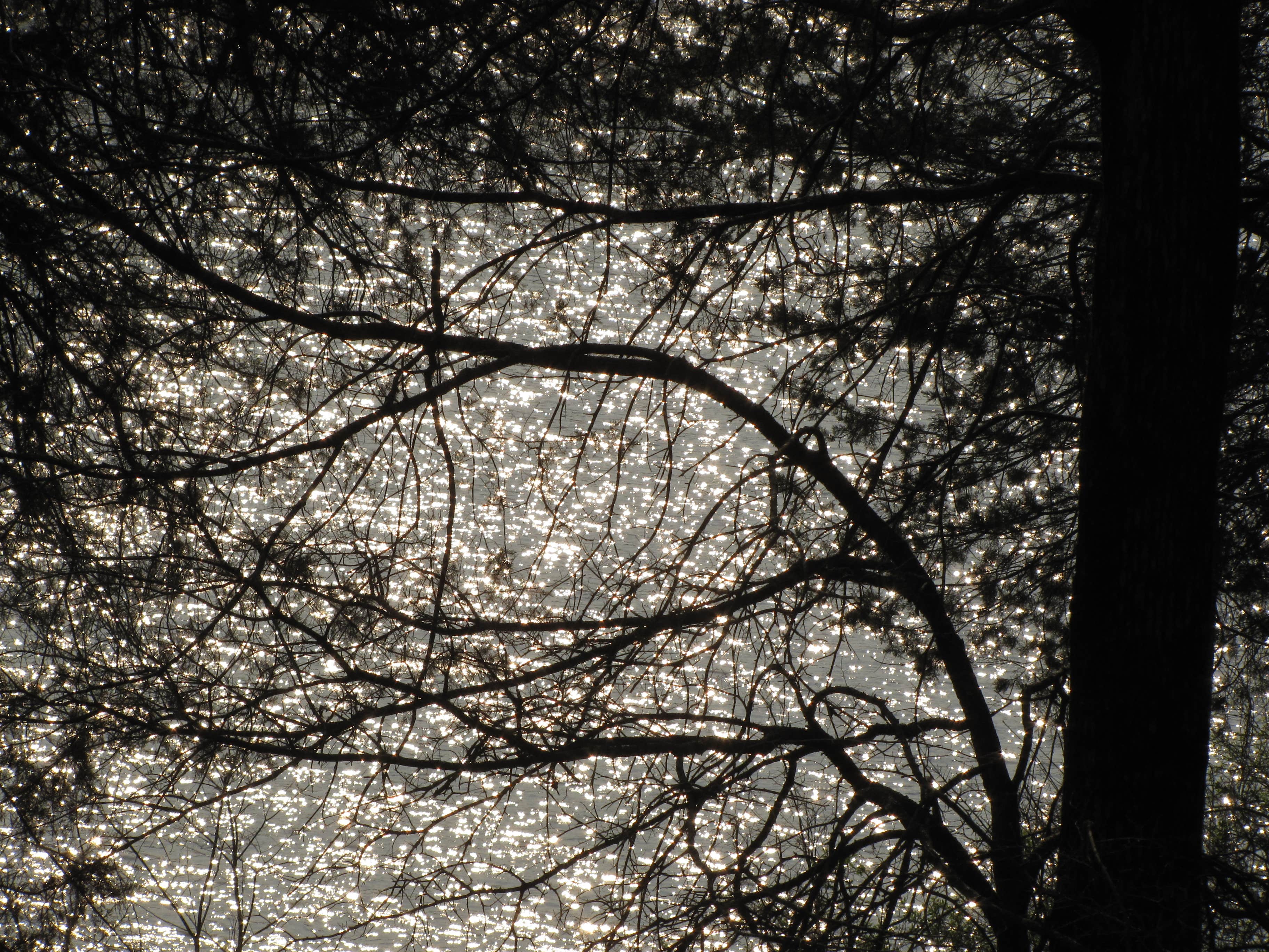 Camper submitted image from Vine Prairie Park & Boat Launch - 1