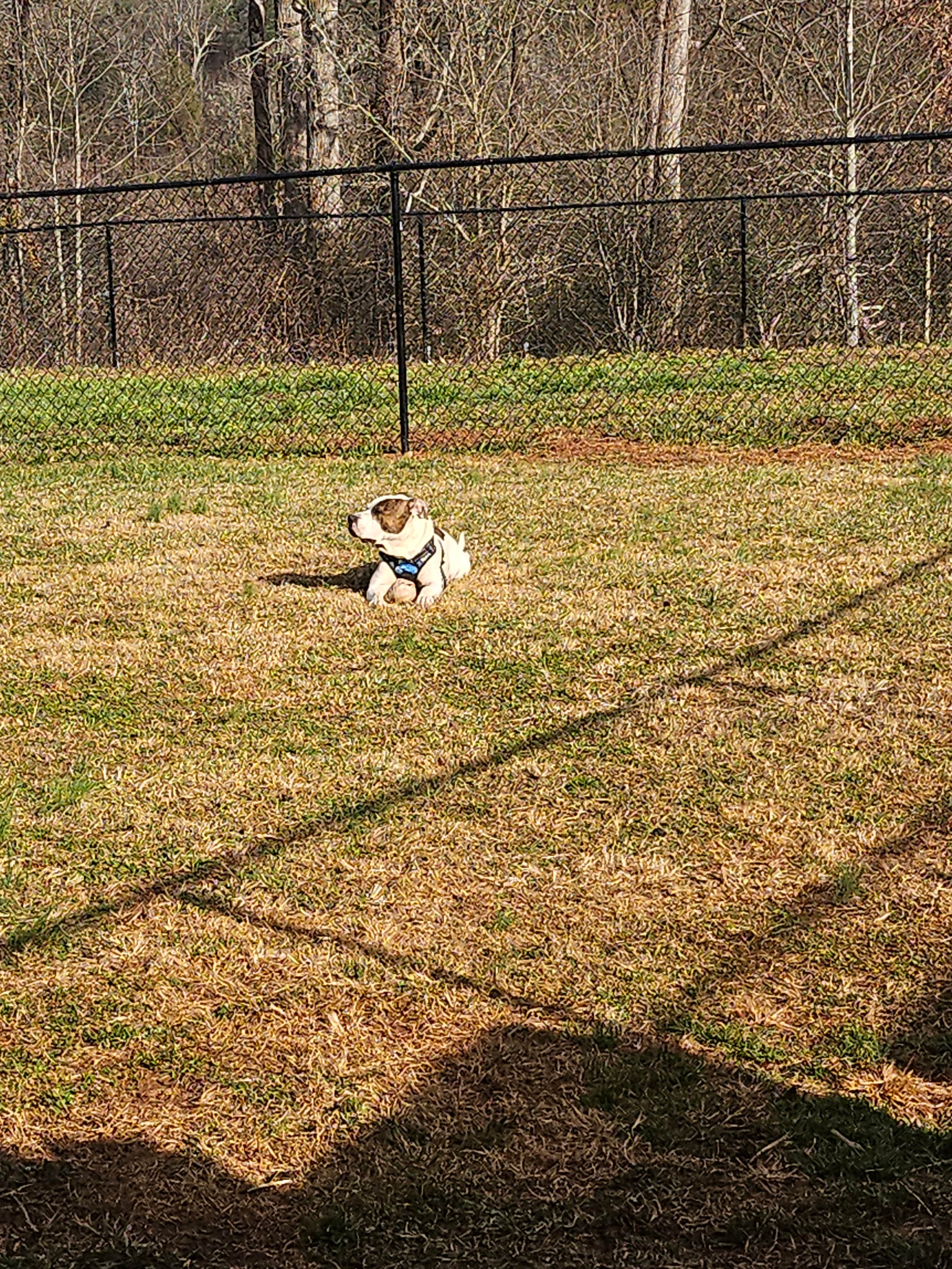 Jamie A.'s photo of camping with pets at Southern Love Farm near Mooresville, NC