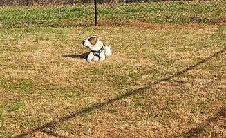 Jamie A.'s photo of camping with pets at Southern Love Farm near Mooresville, NC