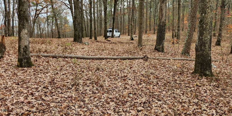 Camper submitted image from Forest Rd 179 Dispersed