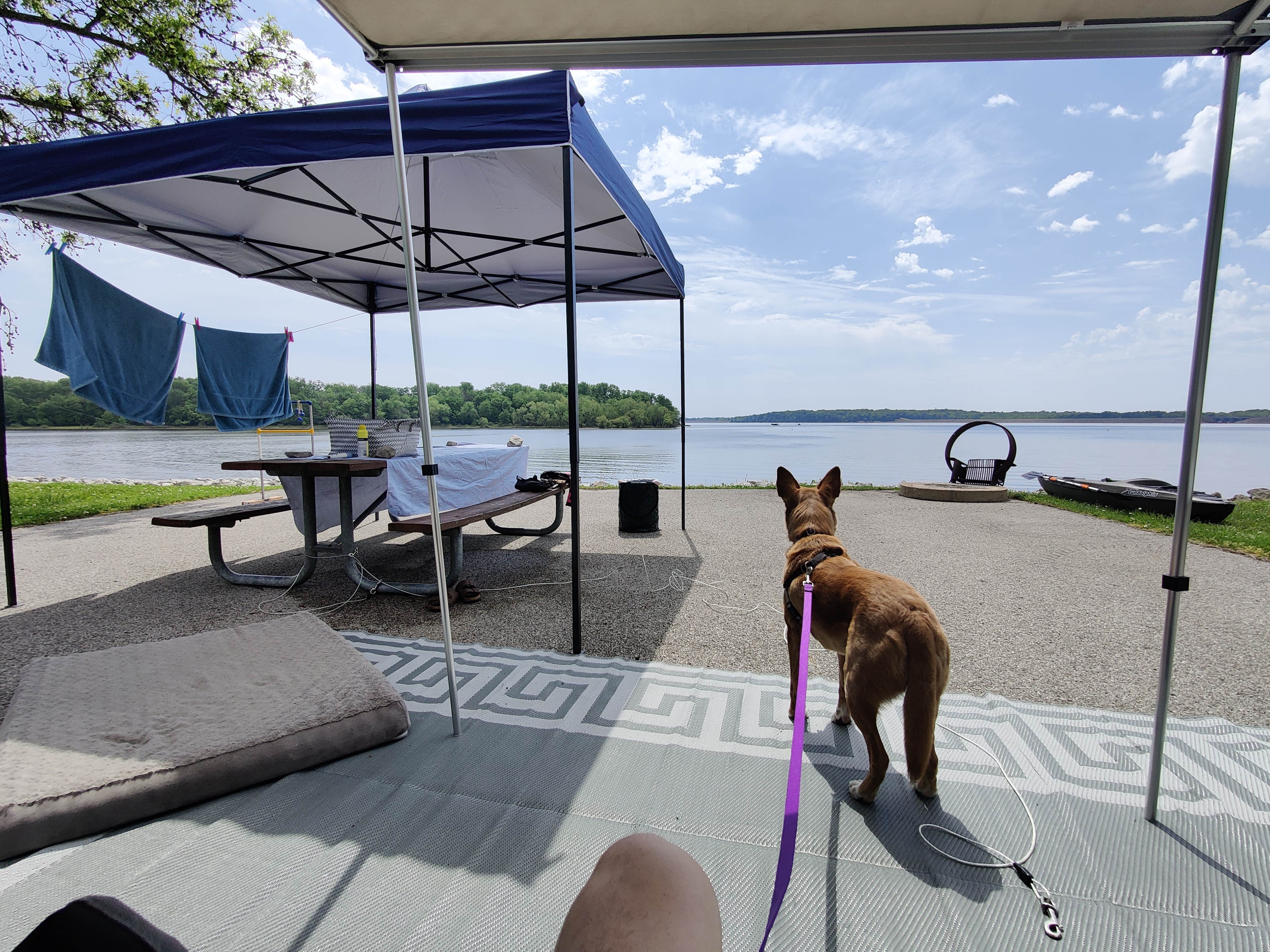 Cody S.'s photo of camping with pets at Dam West Campground near Ramsey, IL