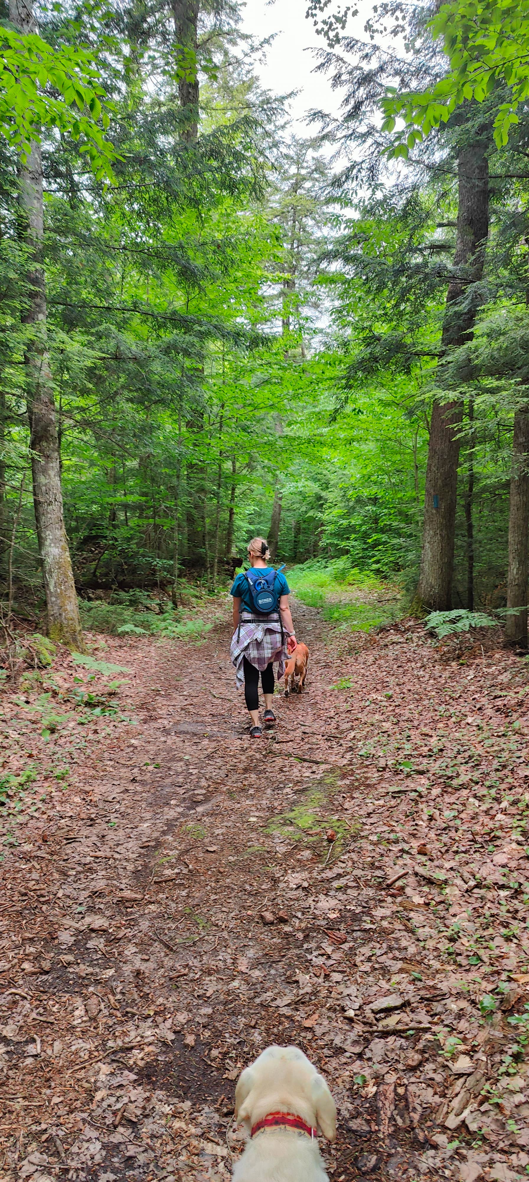 Cody S.'s photo of camping with pets at Rivermouth Modern Campground — Tahquamenon Falls State Park near Eckerman, MI