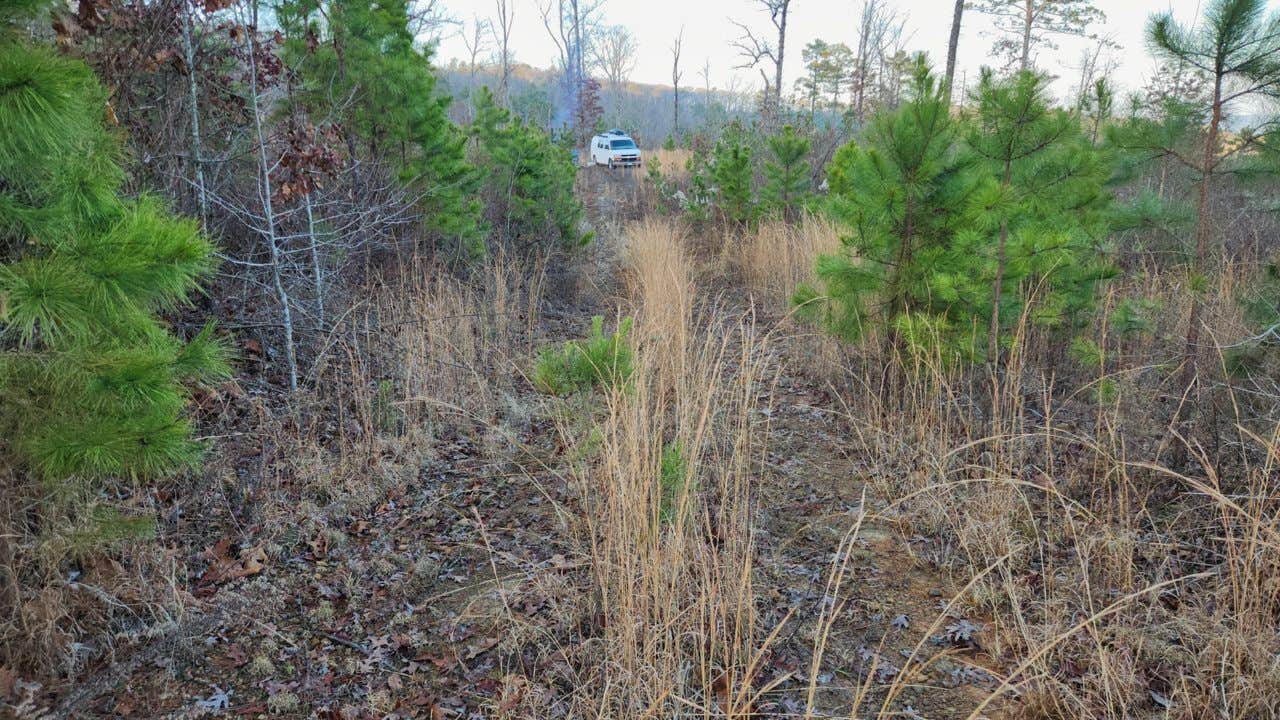 Camper-submitted photo at FR1802A, Meadows Knob Rd Dispersed near Russellville, AR