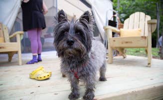 The Dyrt's photo of camping with pets at The Perch near Hanover, NH