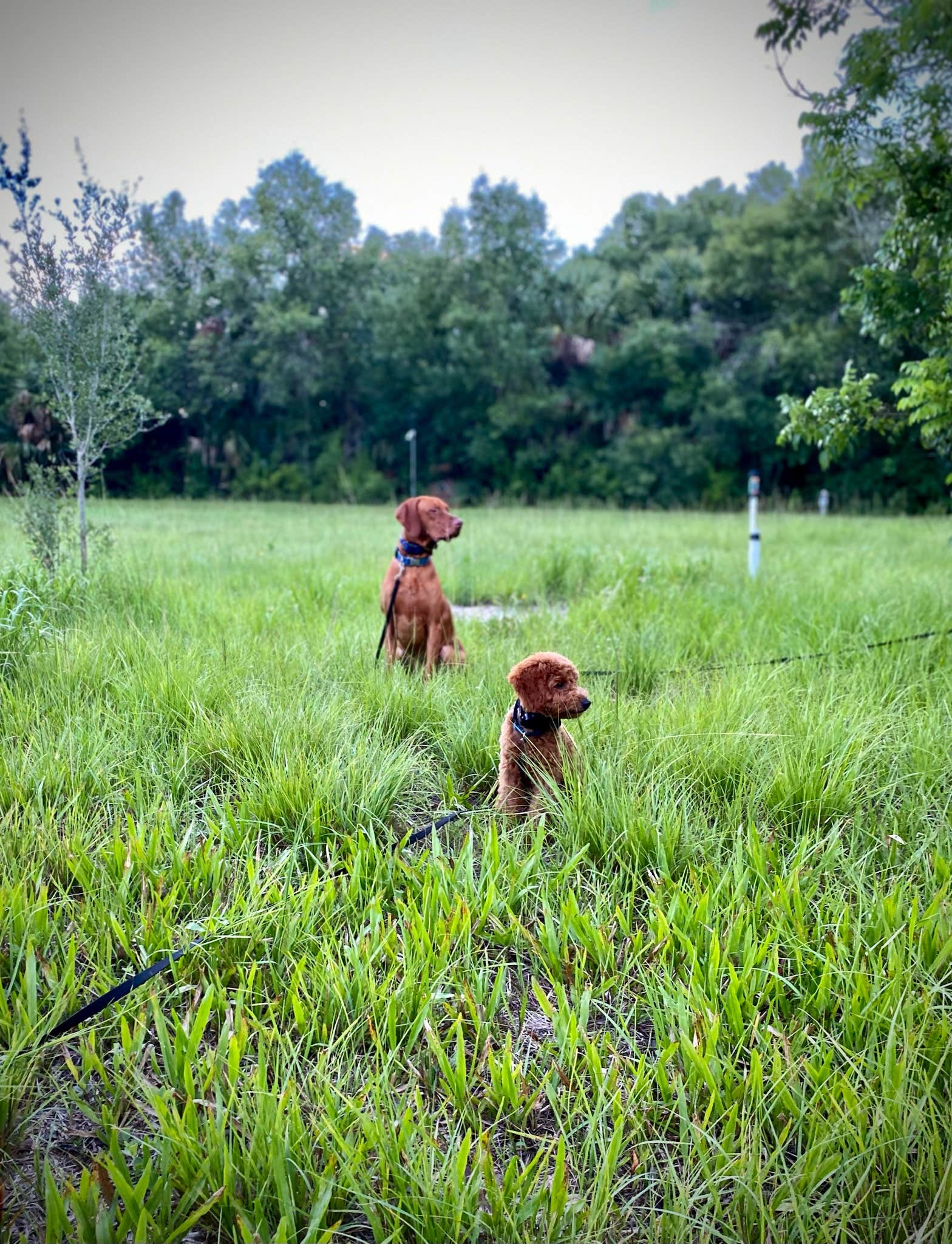 Alaina R.'s photo of camping with pets at Valhalla Prairie Farm near Lake Okeechobee