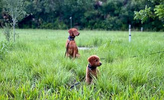 Alaina R.'s photo of camping with pets at Valhalla Prairie Farm near Palm Bay, FL