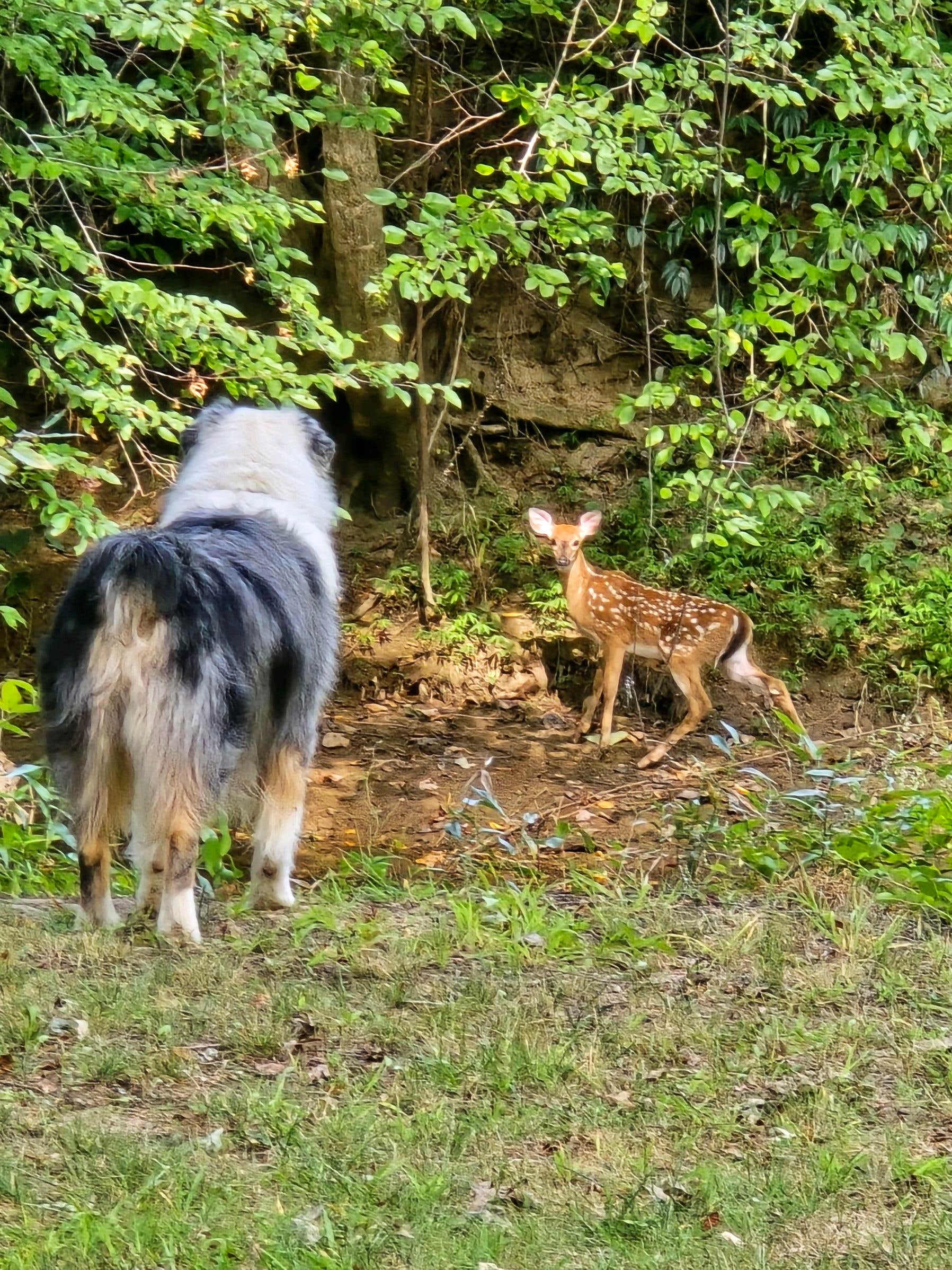 River Life V.'s photo of camping with pets at River Life Village near Dana, NC