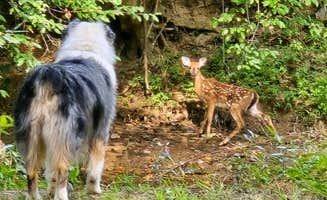 River Life V.'s photo of camping with pets at River Life Village near Flat Rock, NC