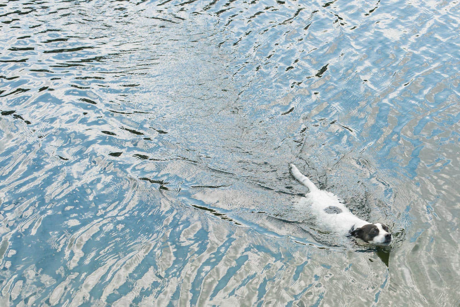 The Dyrt's photo of camping with pets at Pond Camp near Owls Head, ME