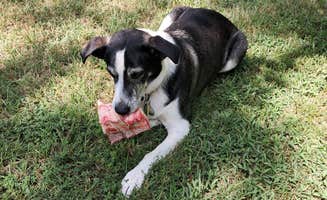 Steve Hammer's photo of camping with pets at Barefoot Gardens Homestead Camp and Learning Center near Cabot, AR