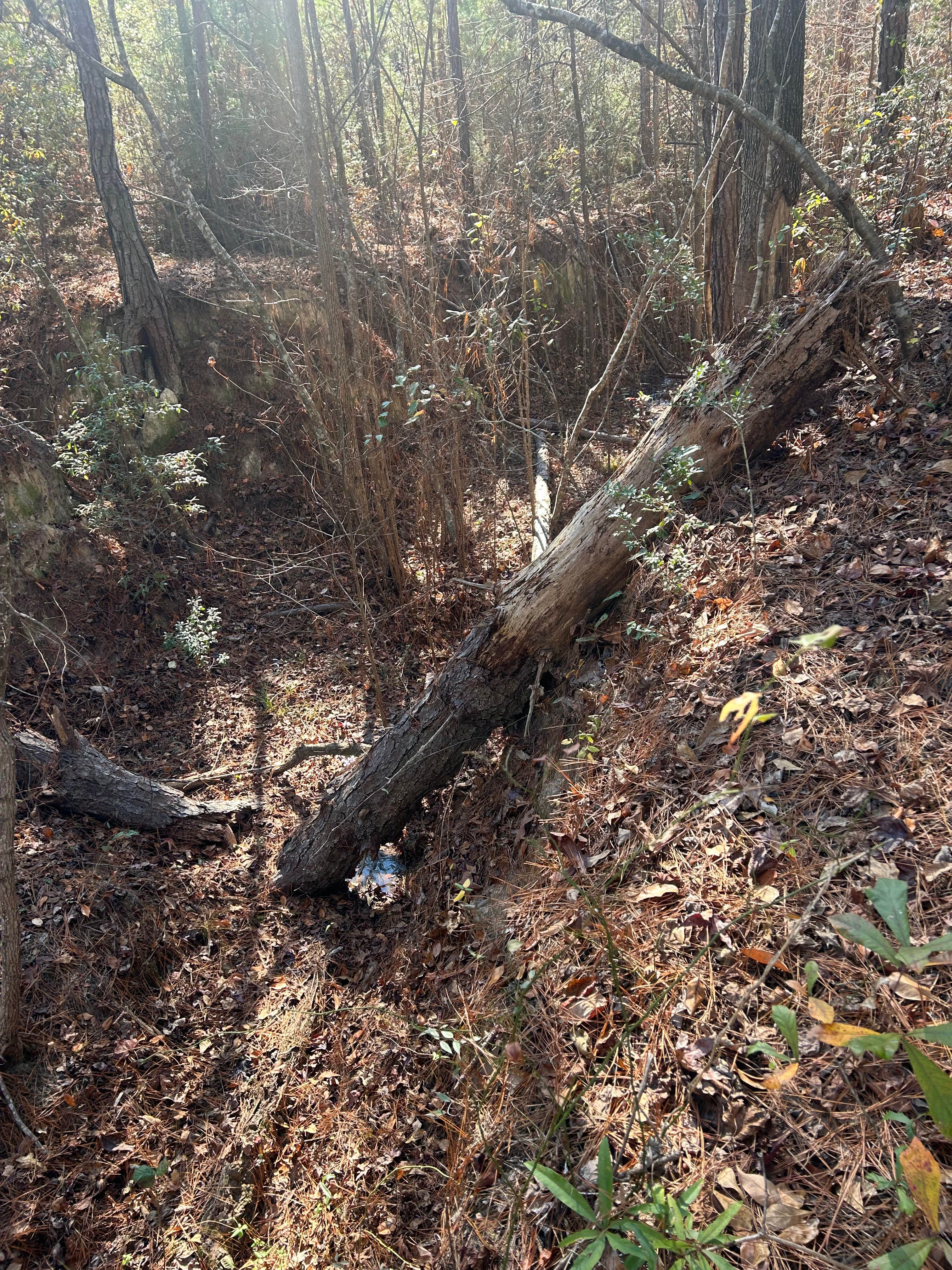 Camper-submitted photo at JAM Mission near Tuskegee, AL