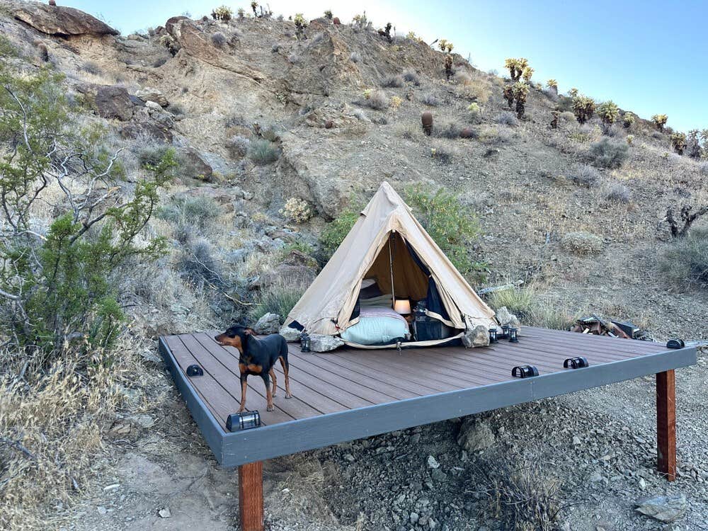 The Dyrt's photo of camping with pets at Vegas Glamping near Lake Mead National Recreation Area