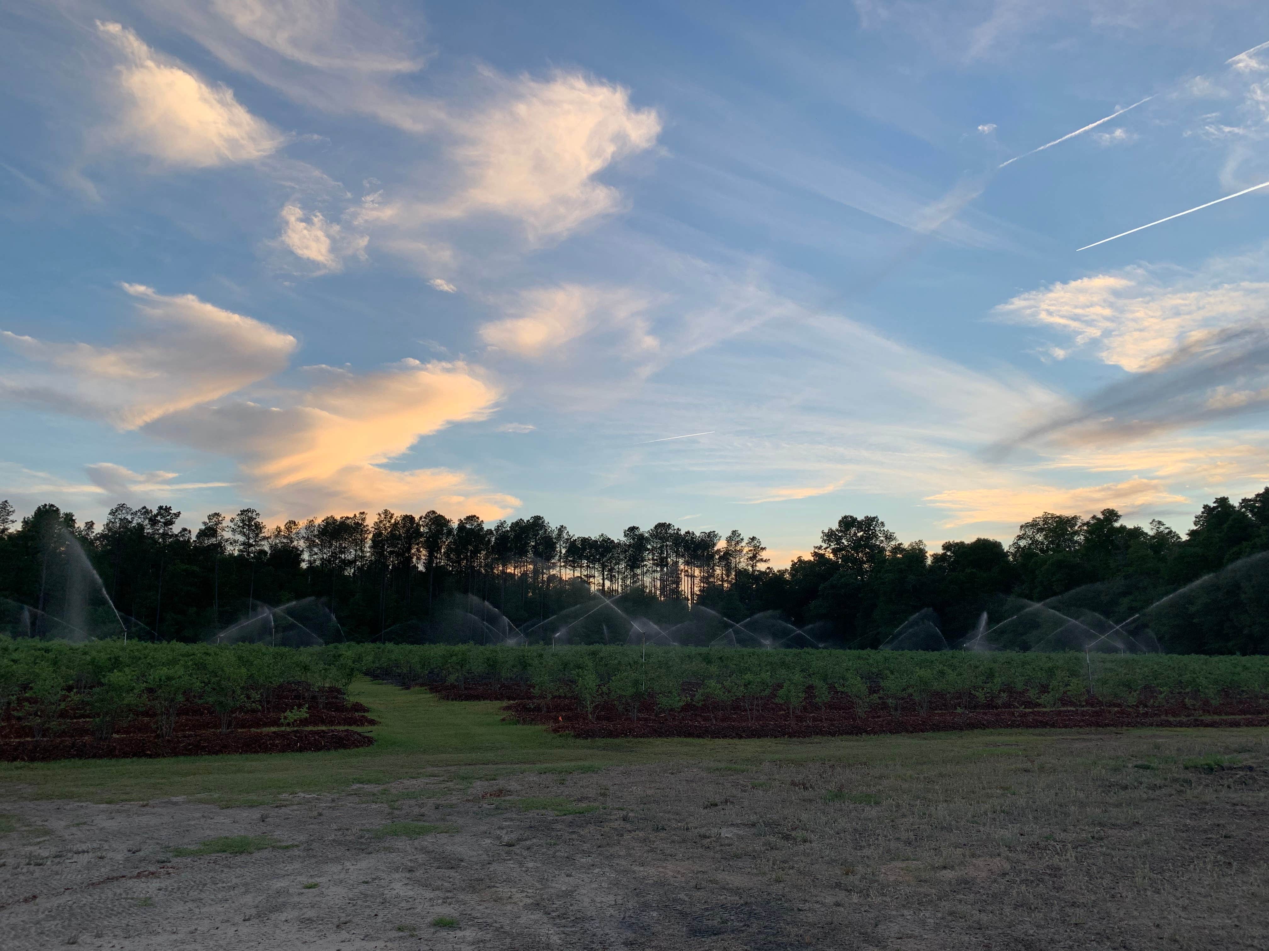 Camper-submitted photo at Black Pearl Farms near Orangeburg, SC