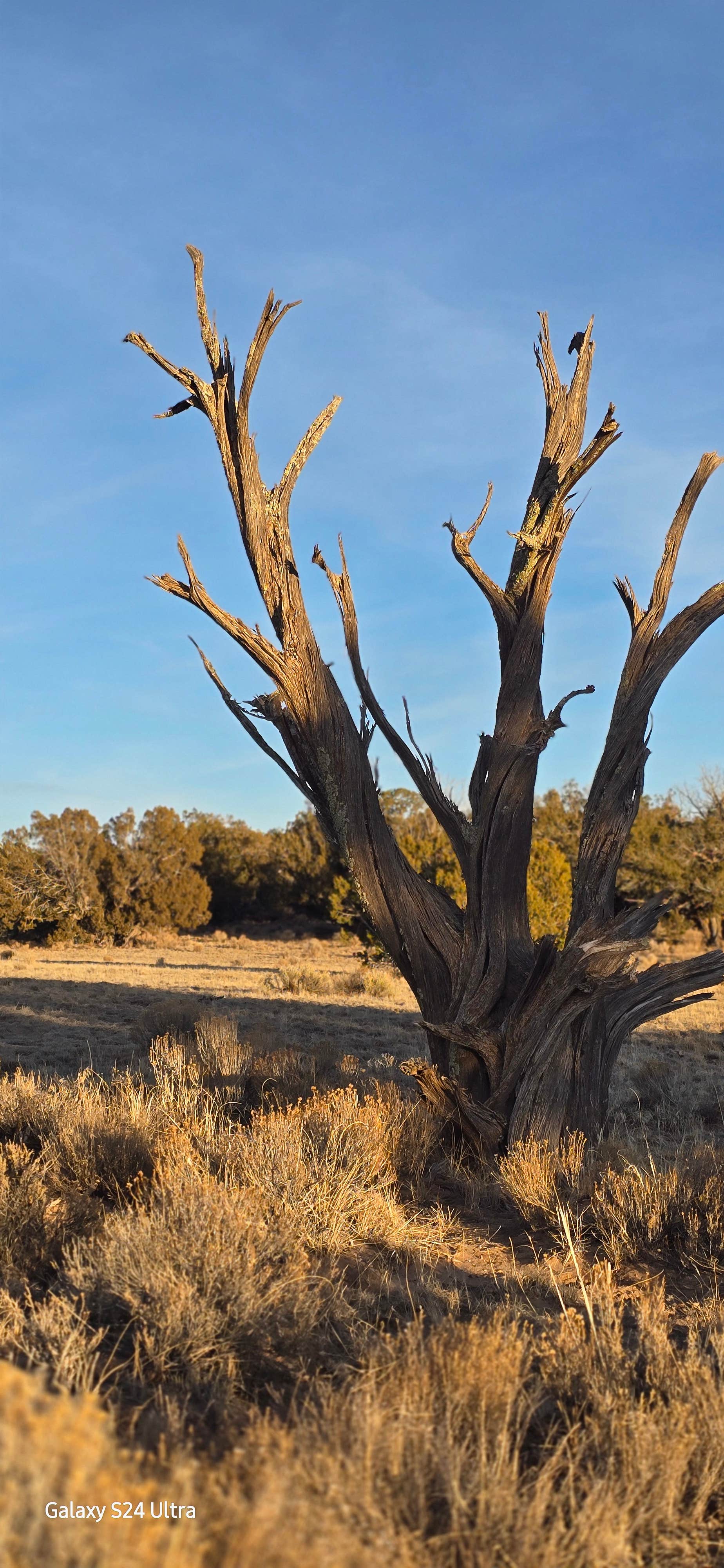 Camper-submitted photo at BEKI&#x27;S Kick Azz Campgrounds near Window Rock, AZ