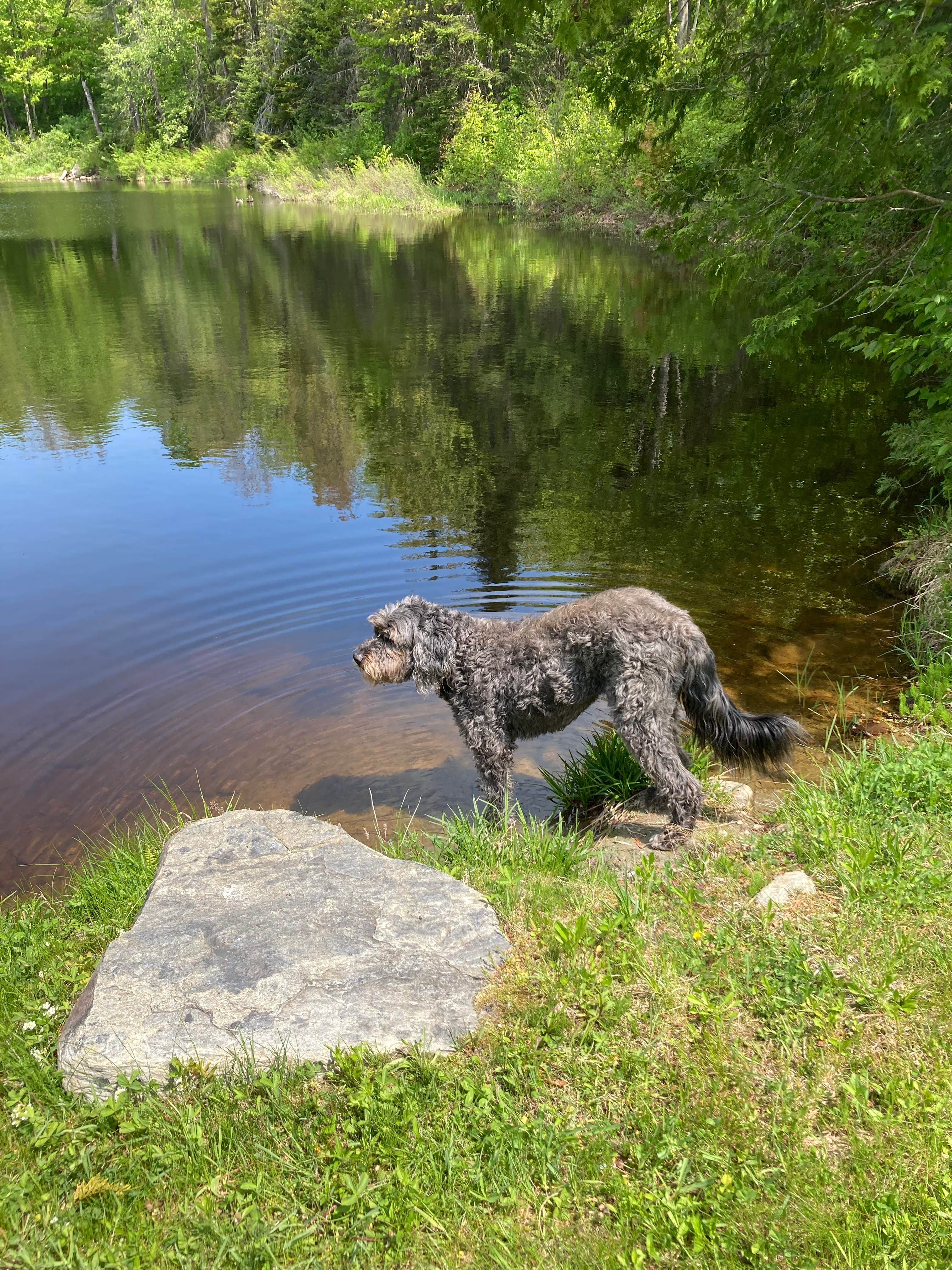 L W.'s photo of camping with pets at Forest Echo Cabins near Ludlow, VT