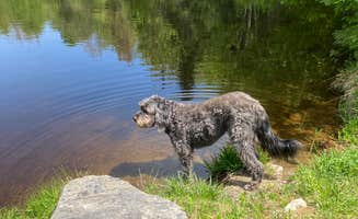 L W.'s photo of camping with pets at Forest Echo Cabins near Florence, VT