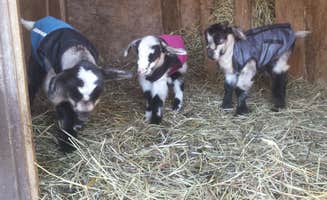The Dyrt's photo of camping with pets at Barakah Heritage Farm near Towanda, PA