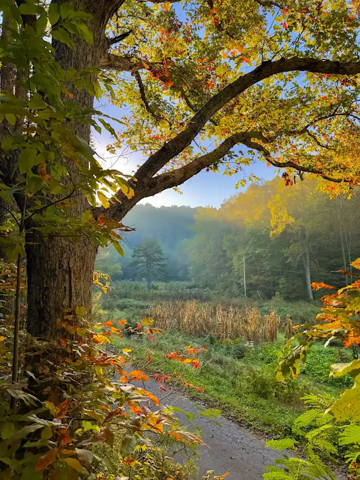 Camper-submitted photo at Plantasia Retreat at Anglin Falls near Richmond, KY