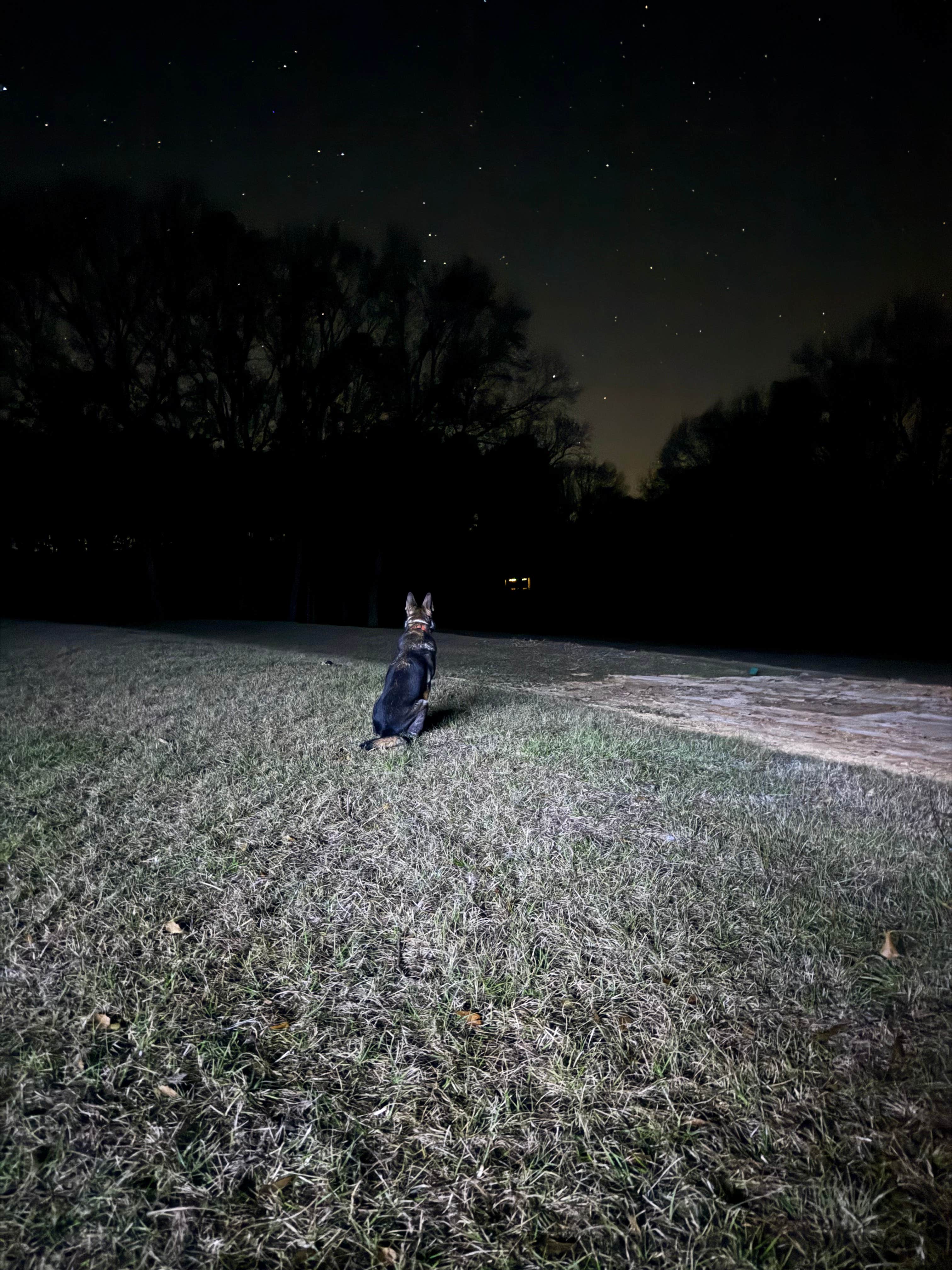 Tracy and Angie's photo of camping with pets at Pondview Acres Campground near Dothan, AL