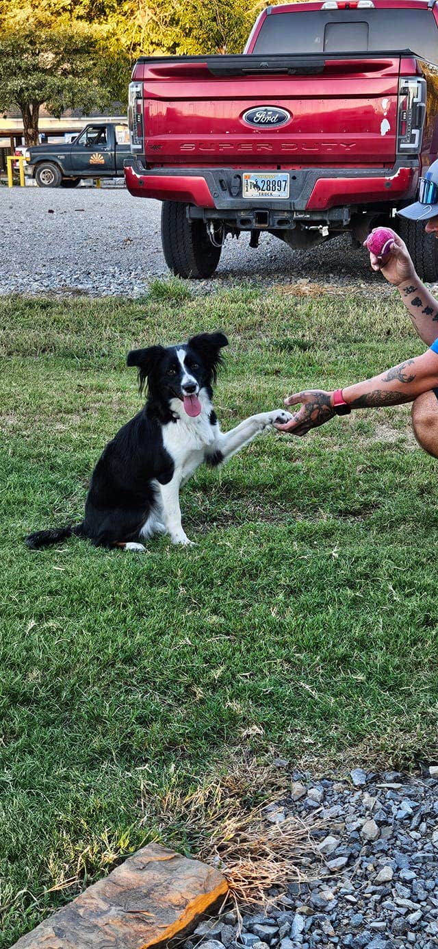 Moss R.'s photo of camping with pets at The Farmstead RV Park near Commerce, TX
