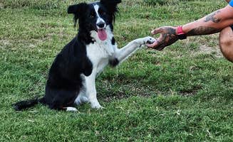 Moss R.'s photo of camping with pets at The Farmstead RV Park near Rowlett, TX