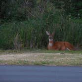 Review photo of Fort Stevens State Park Campground by Stephanie L., September 16, 2016