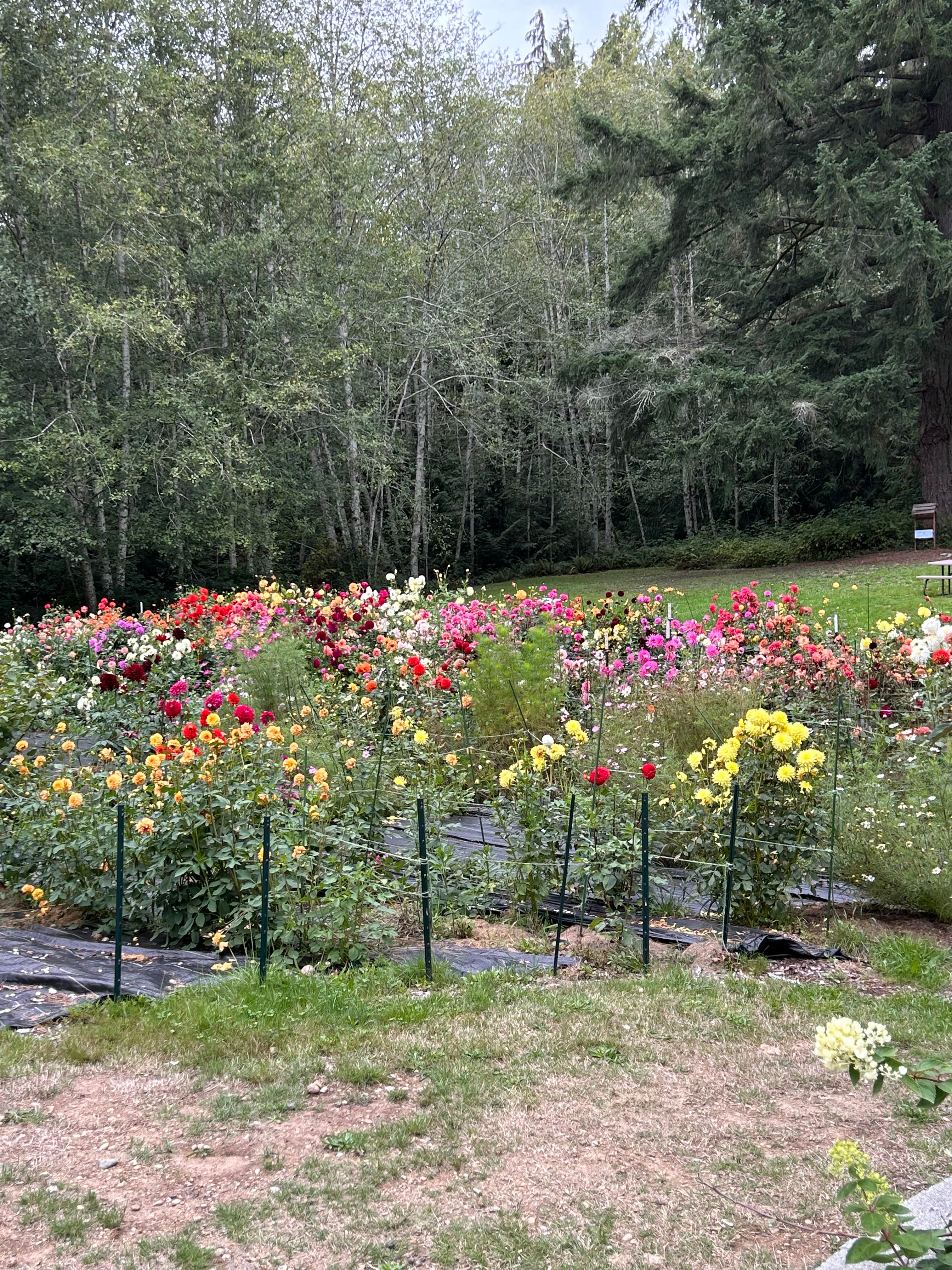 Camper-submitted photo at Courter Country Farm near Seattle, WA