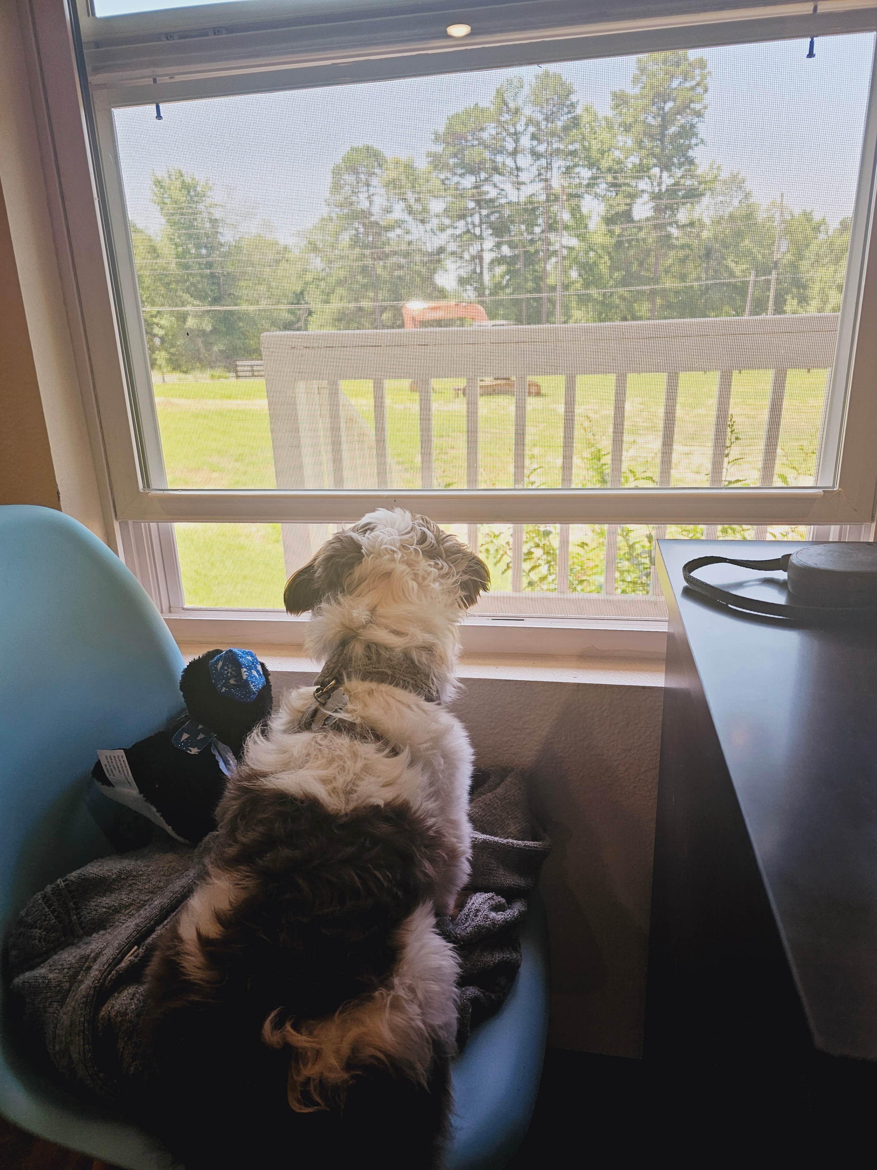 Greg's photo of camping with pets at 7 Pines Park near Lindale, TX