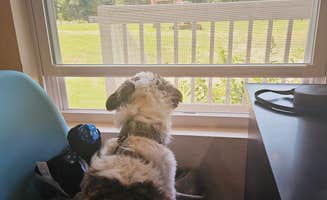 Greg's photo of camping with pets at 7 Pines Park near Easton, TX