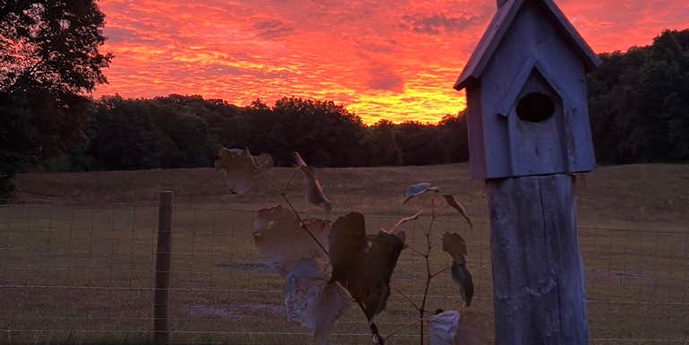 Camper submitted image from Honey Bee & Bee Homestead