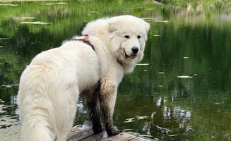 Jeri T.'s photo of camping with pets at Honey Bee & Bee Homestead near Galena, IL