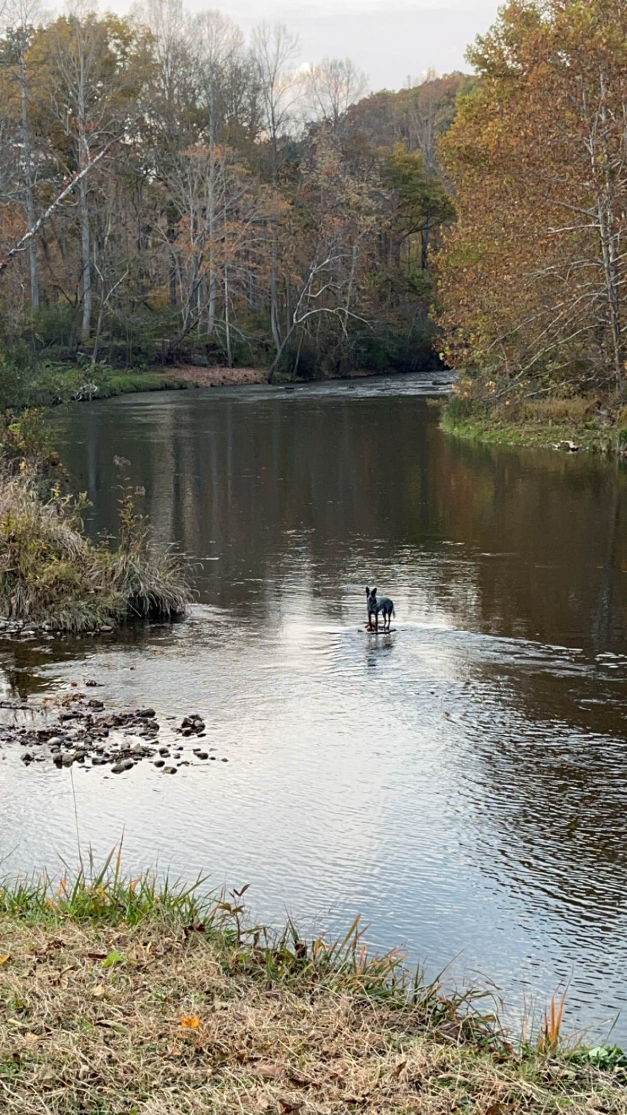 Mark M.'s photo of camping with pets at Shirleys’ River Retreat near Lewisburg, WV