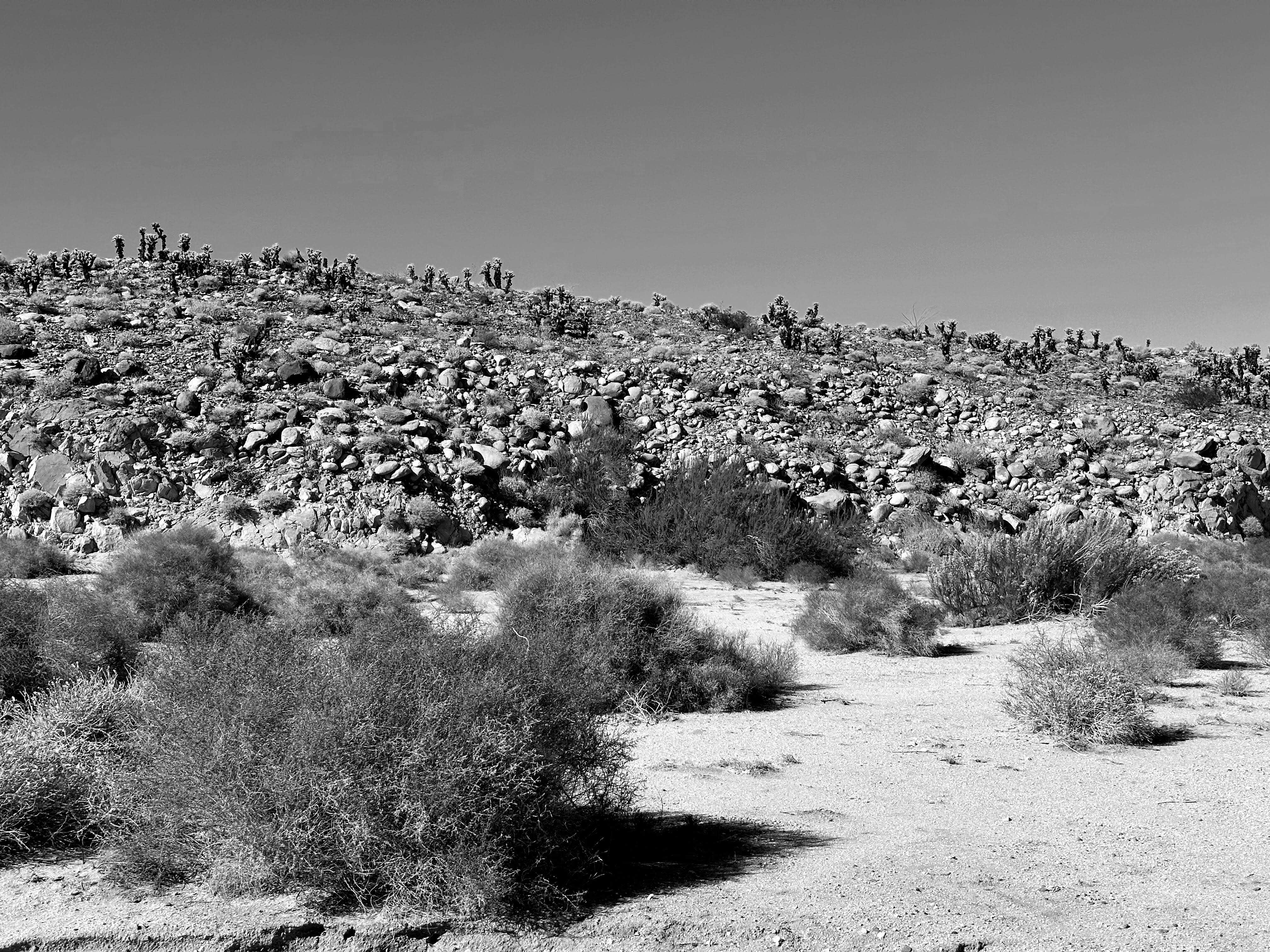 Camper-submitted photo at Bow Willow Primitive Campground — Anza-Borrego Desert State Park near Ocotillo, CA