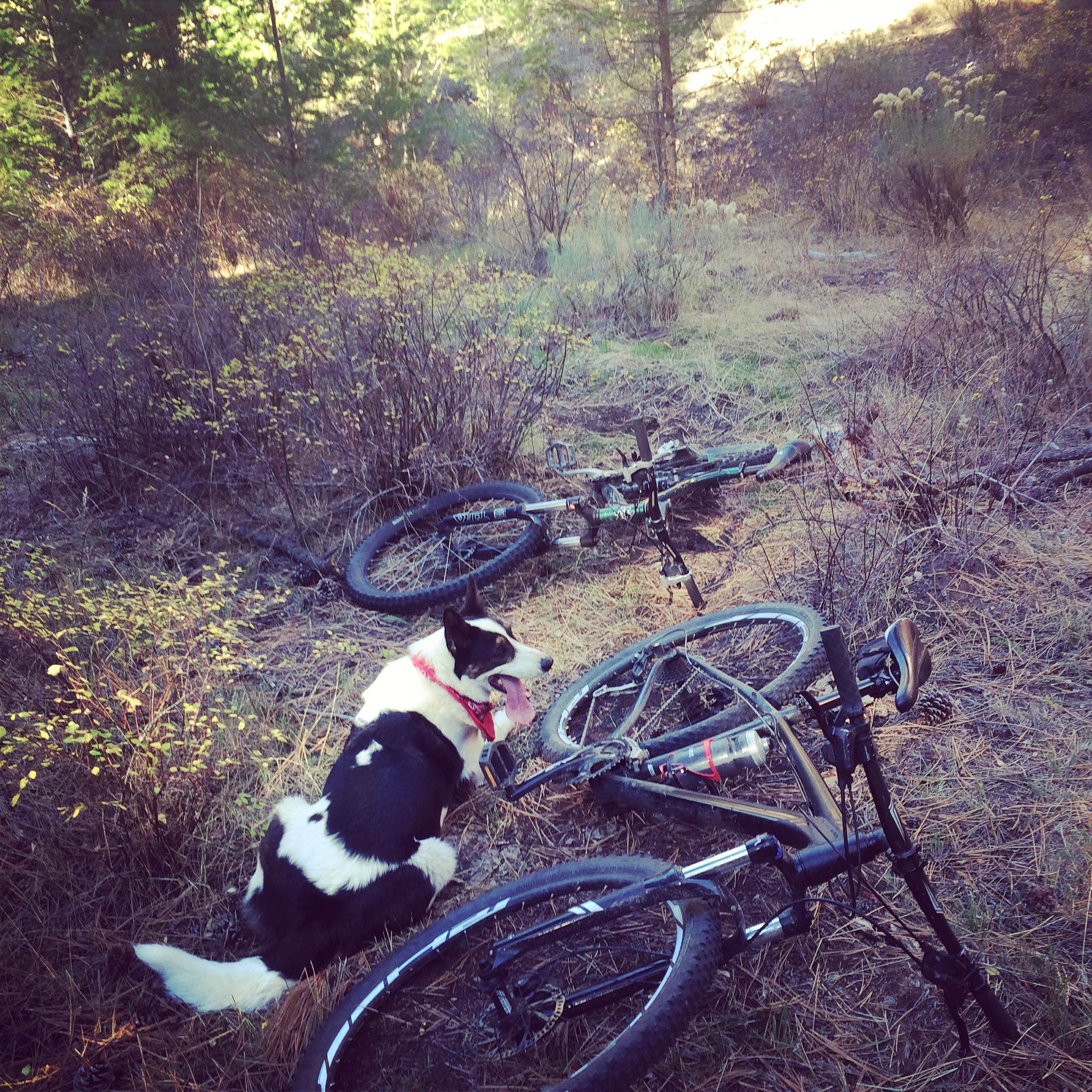 Jessica M.'s photo of camping with pets at Cactus River Ranch RV & Campground near Salmon, ID