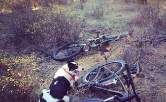 Jessica M.'s photo of camping with pets at Cactus River Ranch RV & Campground near Salmon, ID