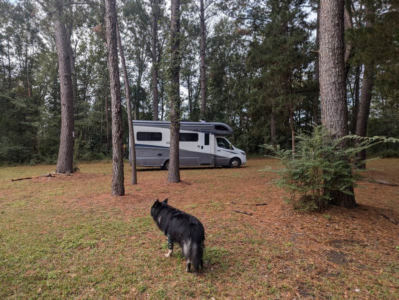 Howard R.'s photo of camping with pets at The Camp On The Bayou near Baton Rouge, LA