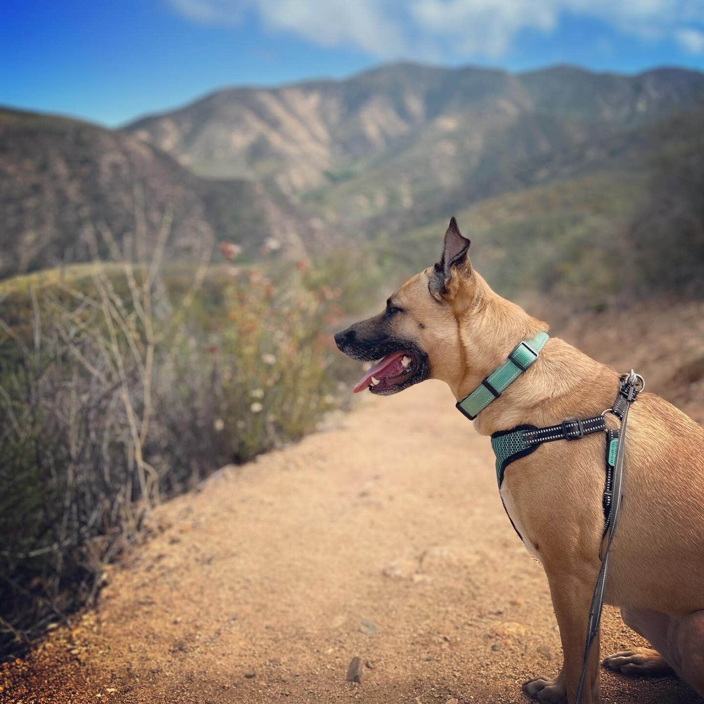 Kate W.'s photo of camping with pets at Dripping Springs Campground near Cleveland National Forest