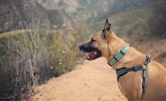 Kate W.'s photo of camping with pets at Dripping Springs Campground near Cleveland National Forest