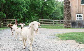 The Dyrt's photo of camping with pets at Tranquil Farm near Verbank, NY