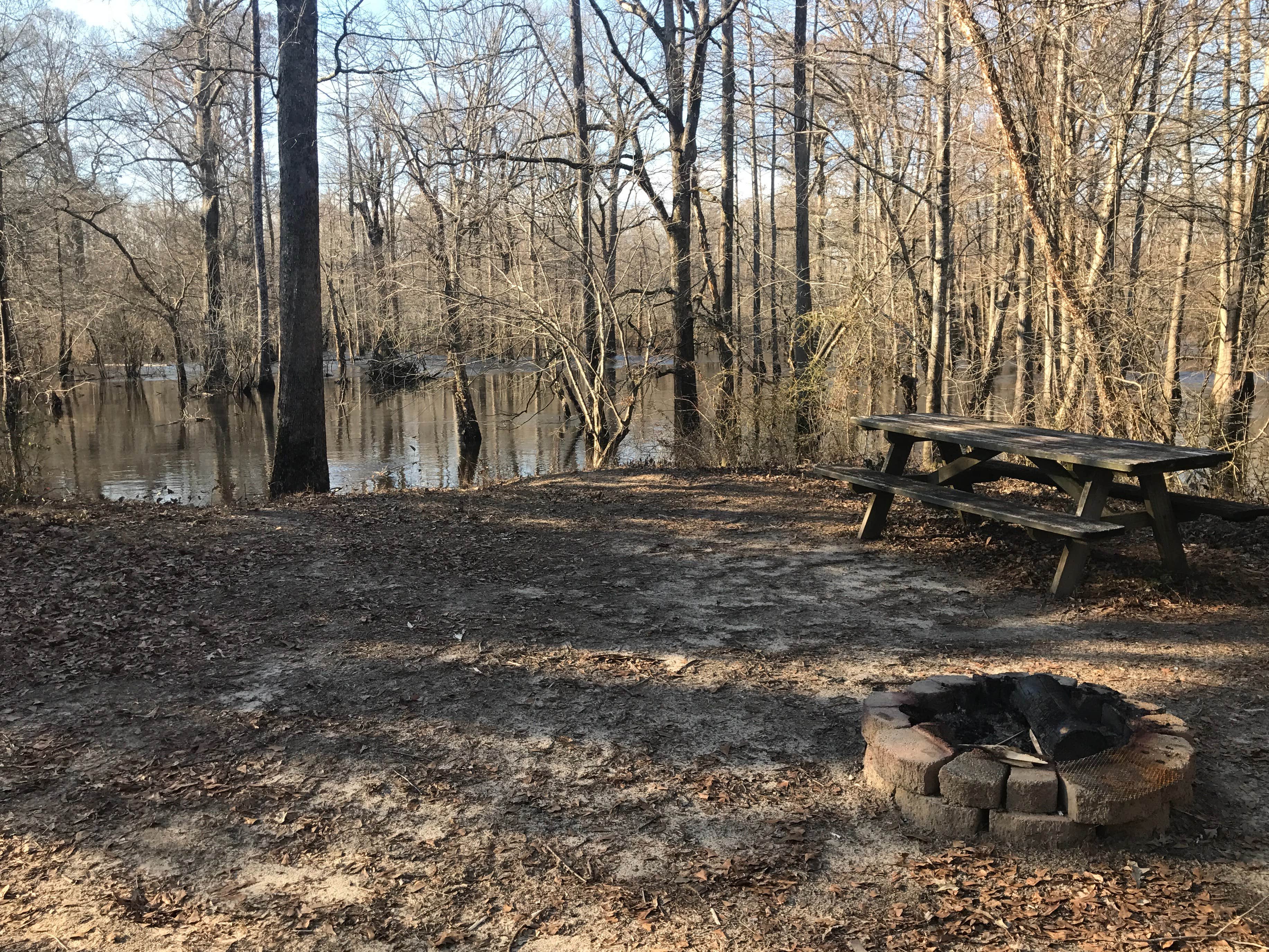 Camper submitted image from Blackwater Birds and Bees - 2