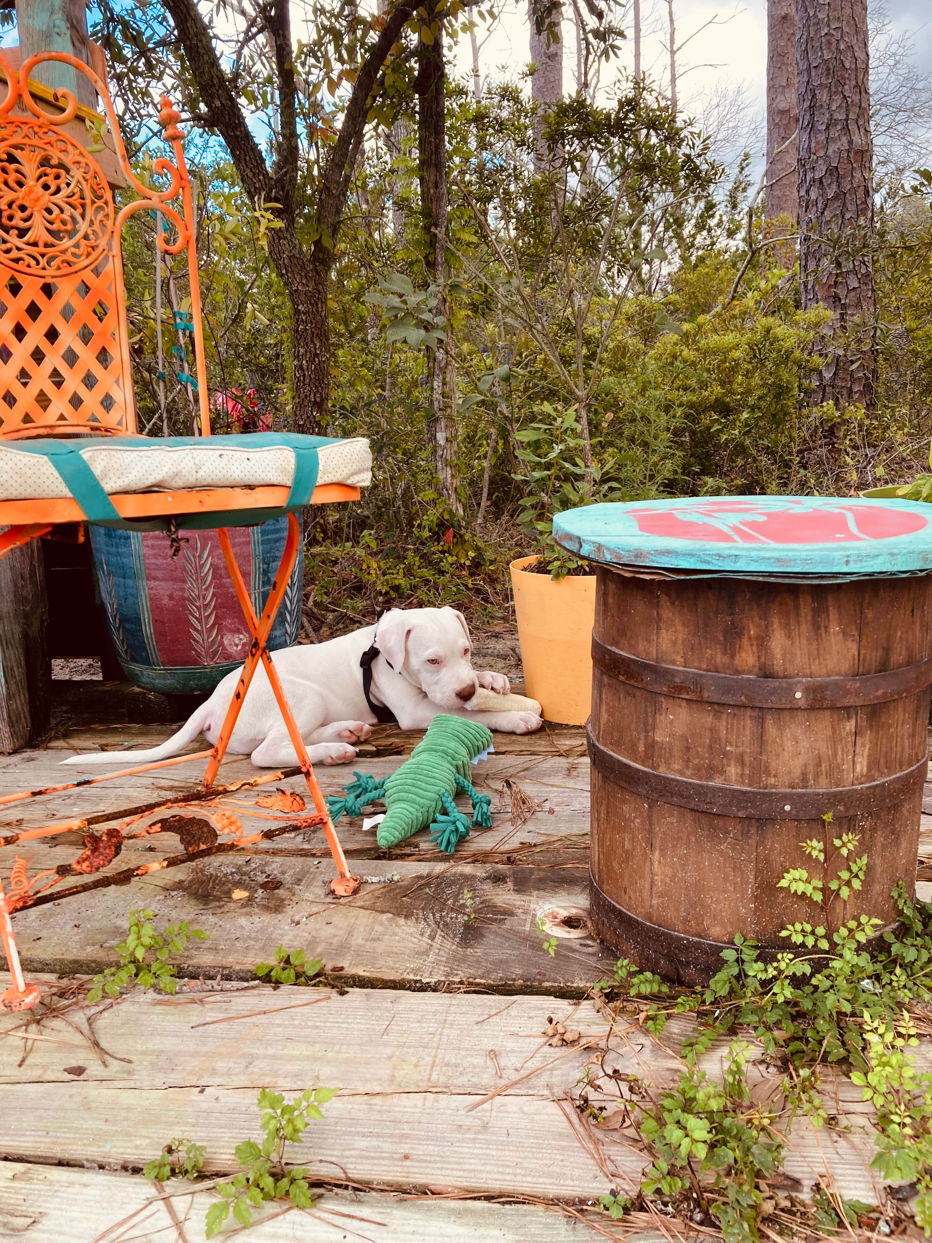 Paul M.'s photo of camping with pets at Crockett Landing near Gloucester, NC