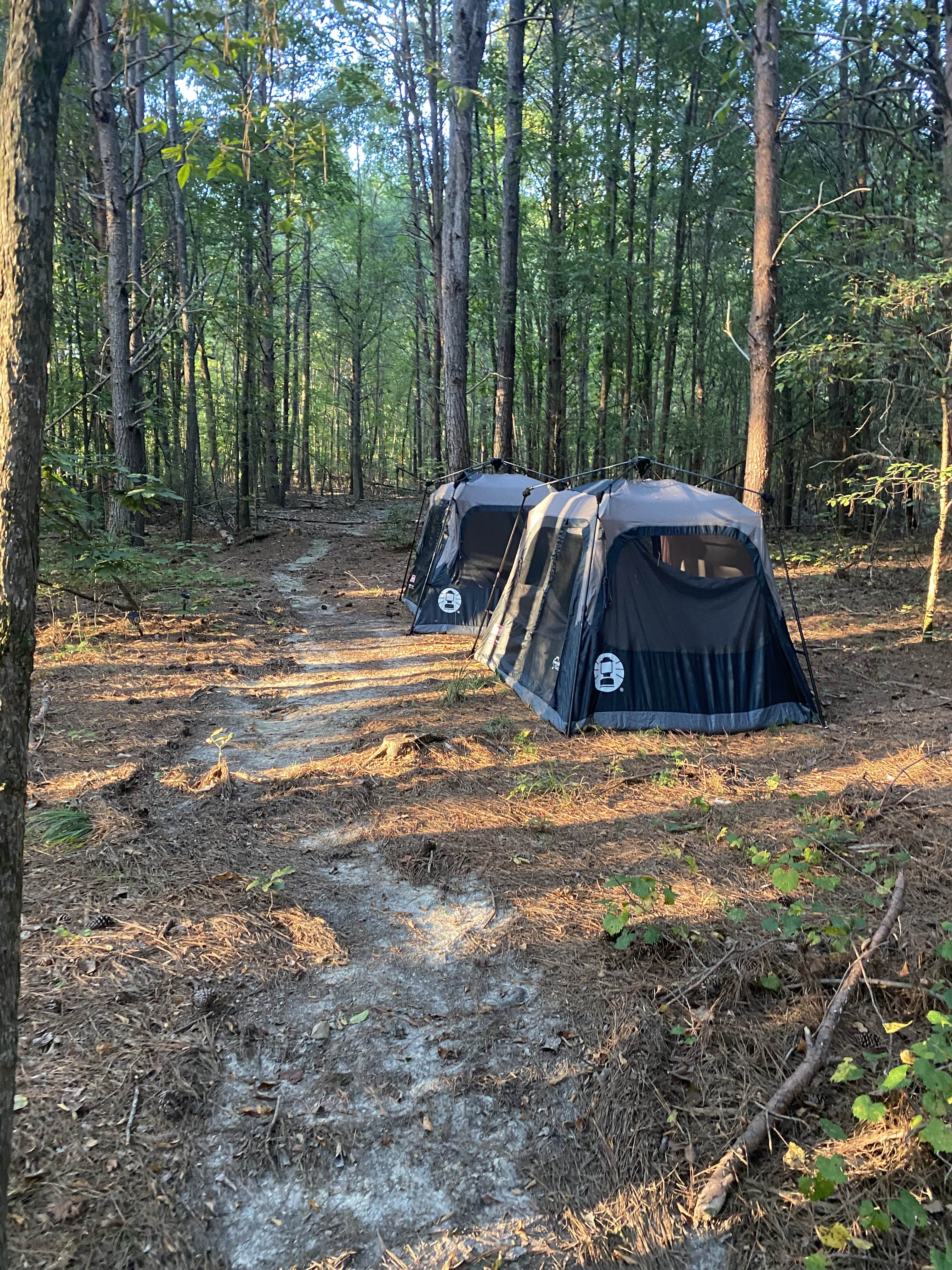 Camper submitted image from Michelia's Forest - 2