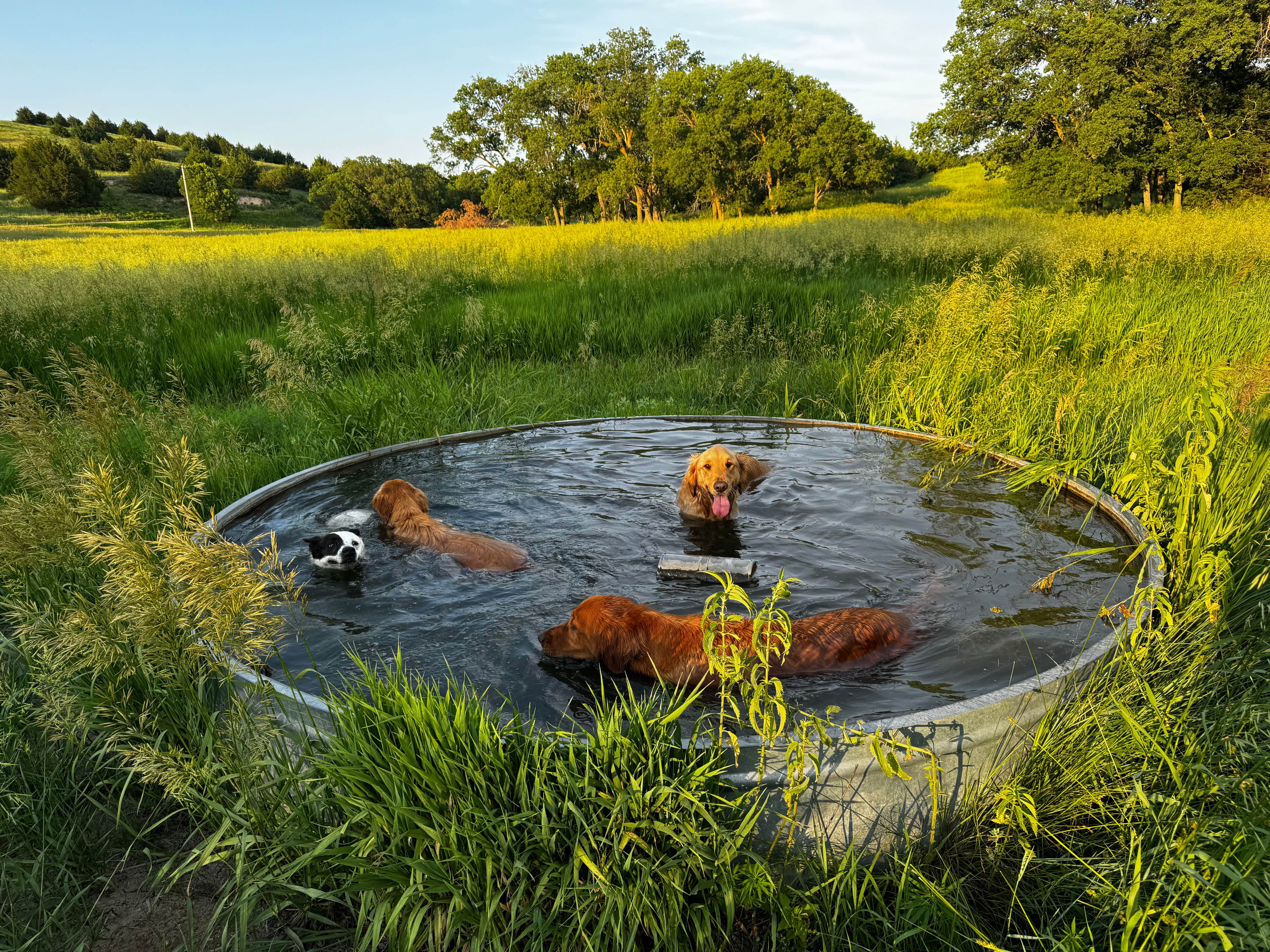 Camper-submitted photo at Potters Pasture near Gothenburg, NE