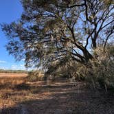 Review photo of Stephen Foster Folk Culture Center State Park Campground by S L., January 23, 2025